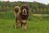 DOGUE DU TIBET 819